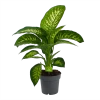 Dieffenbachia Seguine 'Reeva' - P19 H60 - Kamerplant