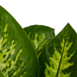 Dieffenbachia Seguine 'Reeva' - P19 H60 - Kamerplant -Woondecoratie Winkel dieffenbachia seguine reeva p19 h60 6