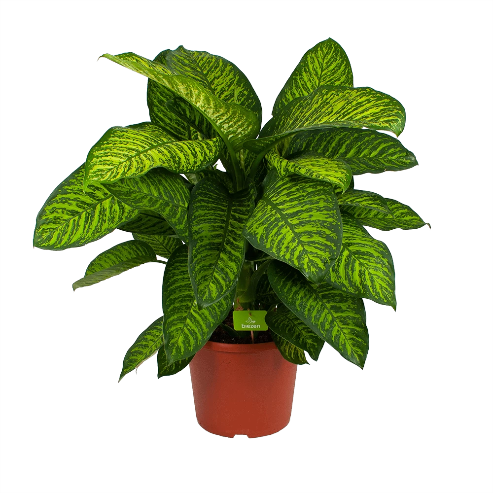 Dieffenbachia Seguine Tropic Jewel - P35 H130 - Kamerplant 1 Dieffenbachia Seguine Tropic Jewel - P35 H130 - Kamerplant