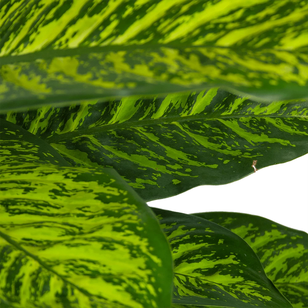 Dieffenbachia Seguine Tropic Jewel - P35 H130 - Kamerplant 2 Dieffenbachia Seguine Tropic Jewel - P35 H130 - Kamerplant - Afbeelding 2