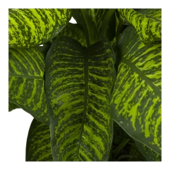 Dieffenbachia Seguine Tropic Jewel - P35 H130 - Kamerplant 6 Dieffenbachia Seguine Tropic Jewel - P35 H130 - Kamerplant -Woondecoratie Winkel dieffenbachia seguine tropic jewel p35 h130 4