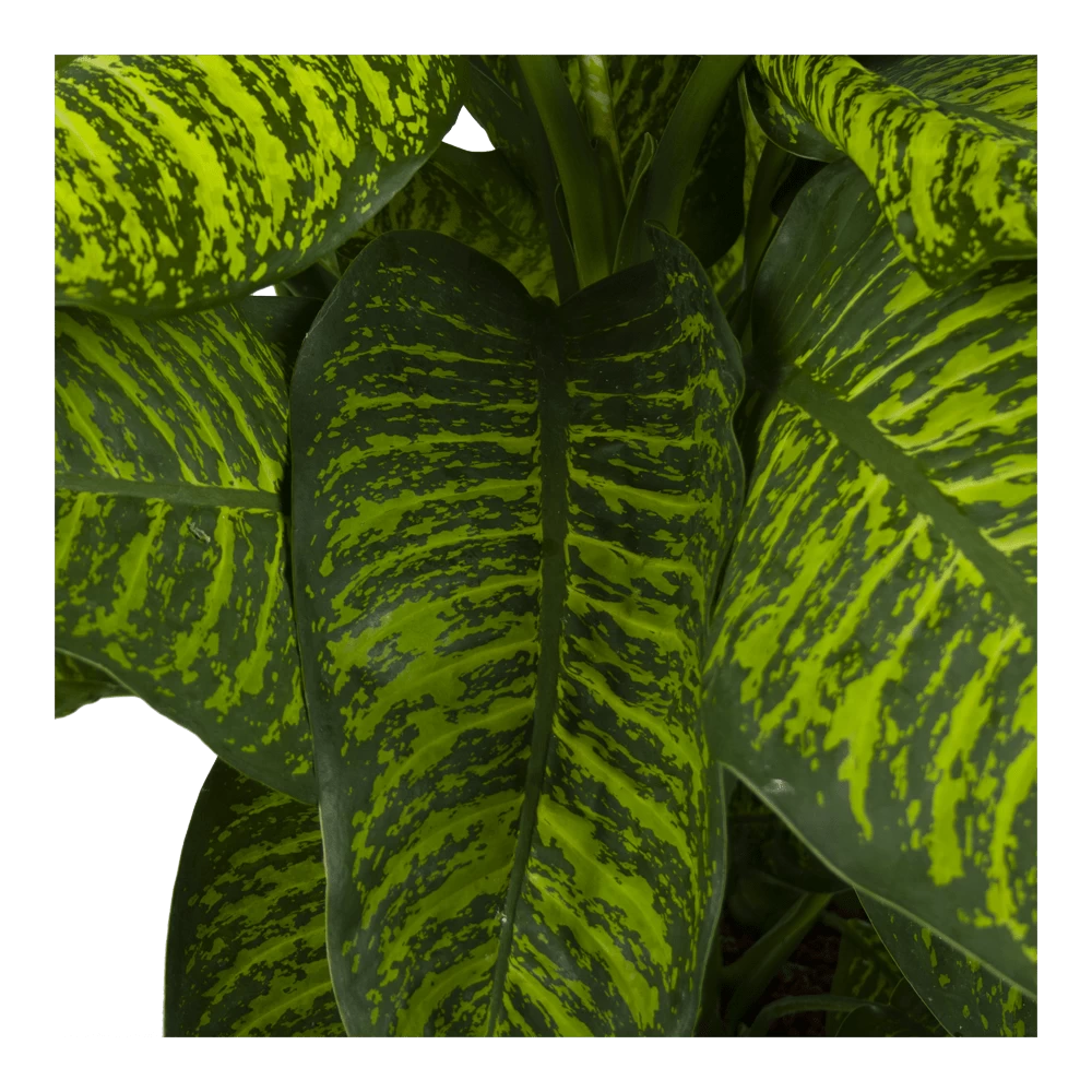 Dieffenbachia Seguine Tropic Jewel - P35 H130 - Kamerplant 3 Dieffenbachia Seguine Tropic Jewel - P35 H130 - Kamerplant - Afbeelding 3