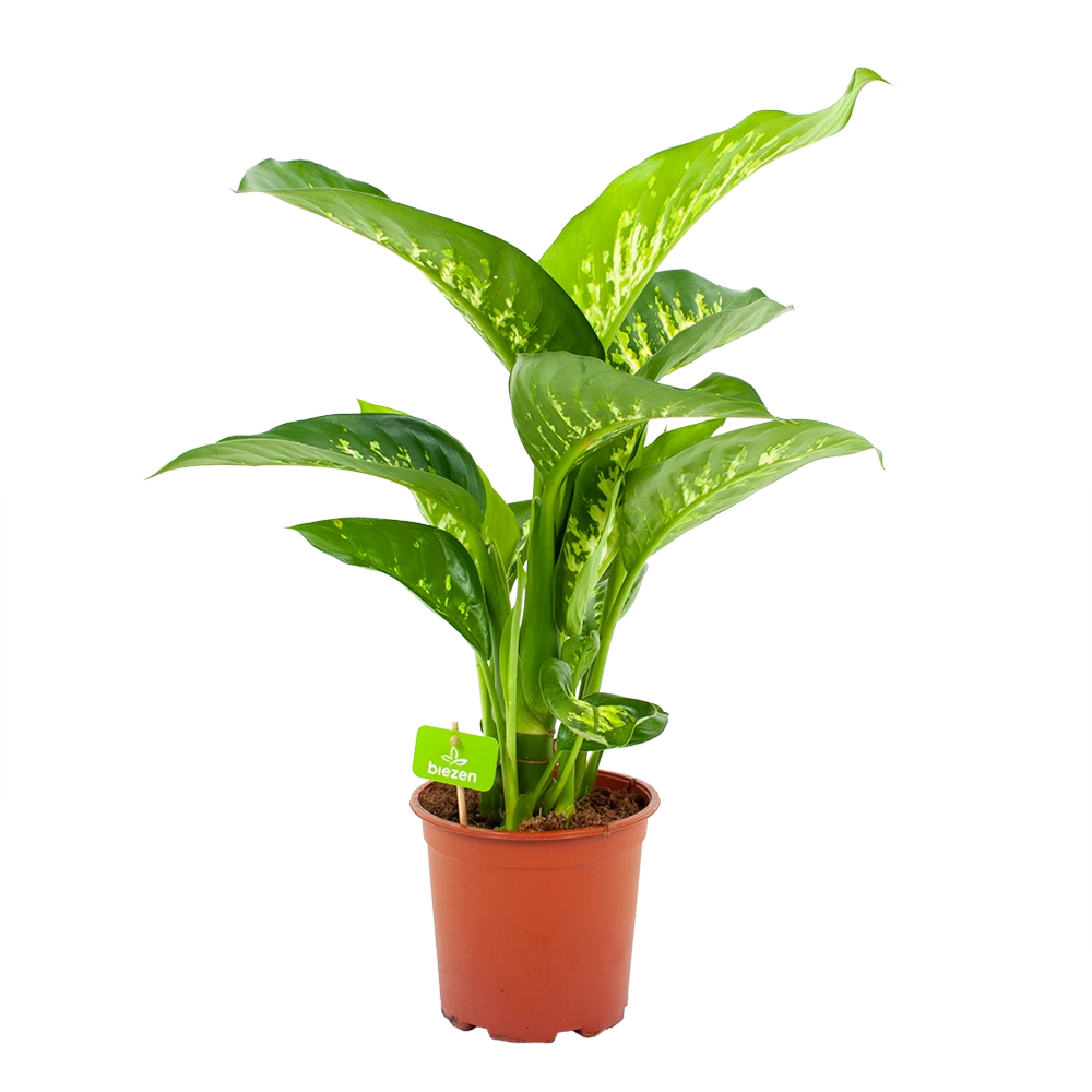Dieffenbachia Seguine Tropic Snow - P19 H70 - Kamerplant 1 Dieffenbachia Seguine Tropic Snow - P19 H70 - Kamerplant