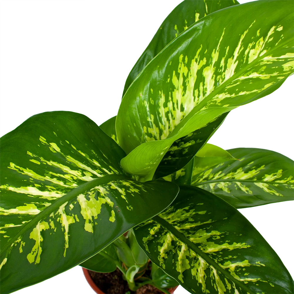 Dieffenbachia Seguine Tropic Snow - P19 H70 - Kamerplant 2 Dieffenbachia Seguine Tropic Snow - P19 H70 - Kamerplant - Afbeelding 2