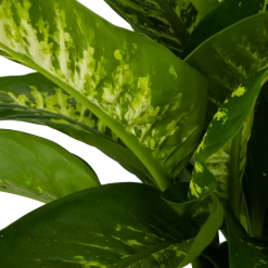 Dieffenbachia Seguine Tropic Snow - P24 H90 - Kamerplant -Woondecoratie Winkel dieffenbachia seguine tropic snow p24 h90 2 4