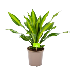 Dracaena Burley - Drakenbloedboom - P24 H90 - Kamerplant