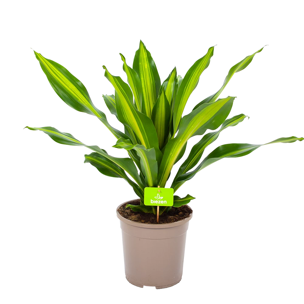 Dracaena Burley - Drakenbloedboom - P24 H90 - Kamerplant 1 Dracaena Burley - Drakenbloedboom - P24 H90 - Kamerplant