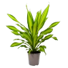 Dracaena Charley - Drakenbloedboom - P24 H95 - Kamerplant