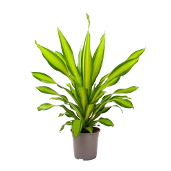 Dracaena Charley - Drakenbloedboom - P24 H95 - Kamerplant -Woondecoratie Winkel dracaena charley drakenbloedboom p24 h95 3