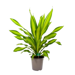 Dracaena Charley - Drakenbloedboom - P24 H95 - Kamerplant -Woondecoratie Winkel dracaena charley drakenbloedboom p24 h95 4