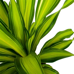 Dracaena Charley - Drakenbloedboom - P24 H95 - Kamerplant -Woondecoratie Winkel dracaena charley drakenbloedboom p24 h95 5