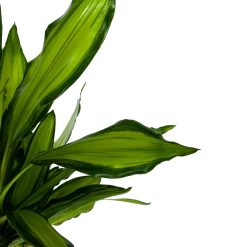 Dracaena Cintho - Op Stam - Drakenbloedboom - P24 H150 - Kamerplant 6 Dracaena Cintho - Op Stam - Drakenbloedboom - P24 H150 - Kamerplant -Woondecoratie Winkel dracaena cintho op stam drakenbloedboom p24 h150 6 1