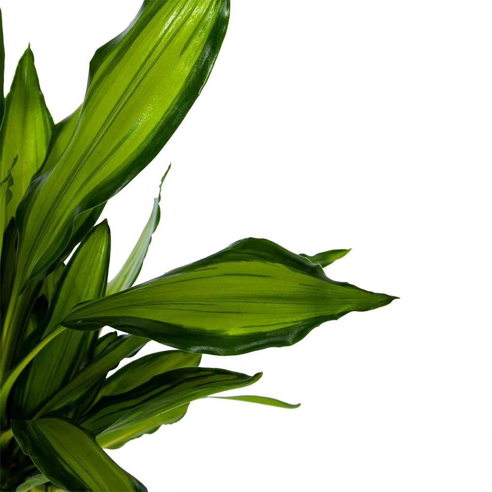 Dracaena Cintho - Op Stam - Drakenbloedboom - P24 H150 - Kamerplant 3 Dracaena Cintho - Op Stam - Drakenbloedboom - P24 H150 - Kamerplant - Afbeelding 3