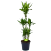 Dracaena Cintho - Op Stam - Drakenbloedboom - P31 H150 - Kamerplant