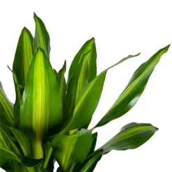 Dracaena Cintho - Op Stam - Drakenbloedboom - P31 H150 - Kamerplant -Woondecoratie Winkel dracaena cintho op stam drakenbloedboom p31 h150 6 1