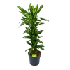 Dracaena Cintho - Vertakt - Drakenbloedboom - P27 H120 - Kamerplant