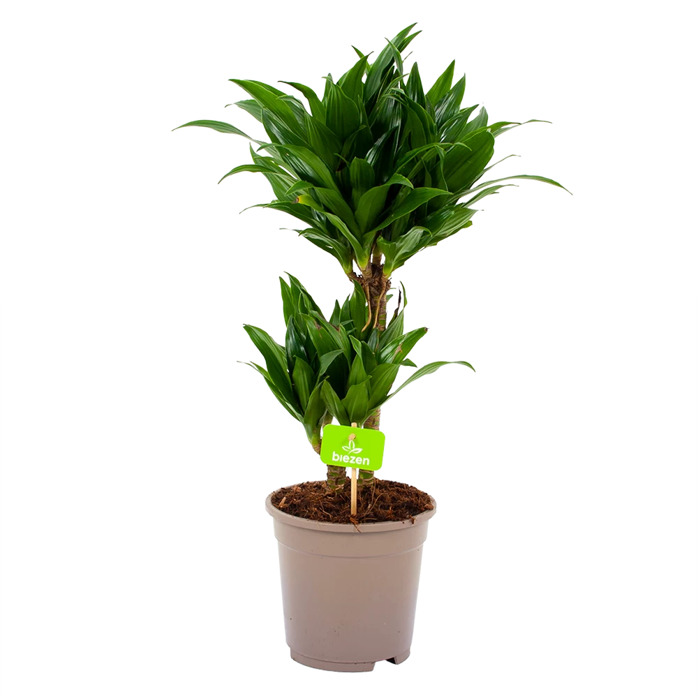Dracaena Compacta - Op Stam - Drakenbloedboom - P17 H55 - Kamerplant 1 Dracaena Compacta - Op Stam - Drakenbloedboom - P17 H55 - Kamerplant
