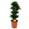 Dracaena Compacta - Vertakt - Drakenbloedboom - P27 H100 - Kamerplant