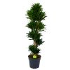 Dracaena Compacta - Vertakt - Drakenbloedboom - P34 H170 - Kamerplant