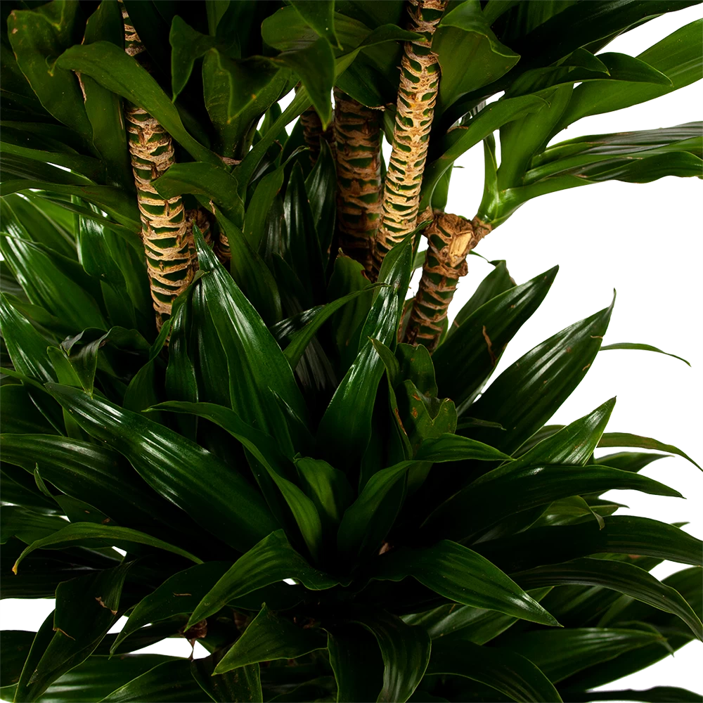 Dracaena Compacta - Vertakt - Drakenbloedboom - P34 H170 - Kamerplant 2 Dracaena Compacta - Vertakt - Drakenbloedboom - P34 H170 - Kamerplant - Afbeelding 2