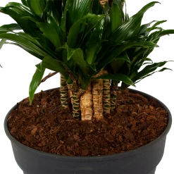 Dracaena Compacta - Vertakt - Drakenbloedboom - P34 H170 - Kamerplant 6 Dracaena Compacta - Vertakt - Drakenbloedboom - P34 H170 - Kamerplant -Woondecoratie Winkel dracaena compacta vertakt drakenbloedboom p34 h170 6 1