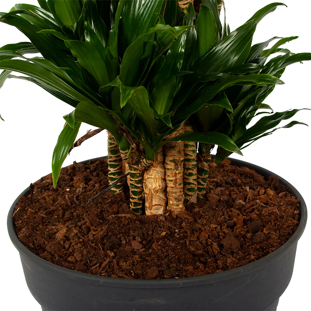 Dracaena Compacta - Vertakt - Drakenbloedboom - P34 H170 - Kamerplant 3 Dracaena Compacta - Vertakt - Drakenbloedboom - P34 H170 - Kamerplant - Afbeelding 3