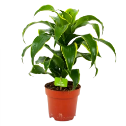 Dracaena Dorado - Drakenbloedboom - P17 H55 - Kamerplant