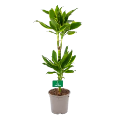 Dracaena Golden Coast - Op Stam - Drakenbloedboom - P19 H90 - Kamerplant