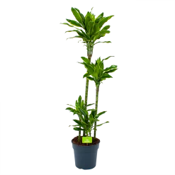 Dracaena Golden Coast - Op Stam - Drakenbloedboom - P27 H150 - Kamerplant