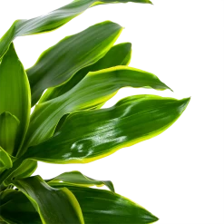 Dracaena Golden Coast - Op Stam - Drakenbloedboom - P27 H150 - Kamerplant -Woondecoratie Winkel dracaena golden coast op stam drakenbloedboom p27 h150 6