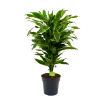 Dracaena Golden Coast - Vertakt - Drakenbloedboom - P21 H80 - Kamerplant