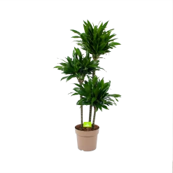 Dracaena Green Jewel - Op Stam - Drakenbloedboom - P28 H140 - Kamerplant