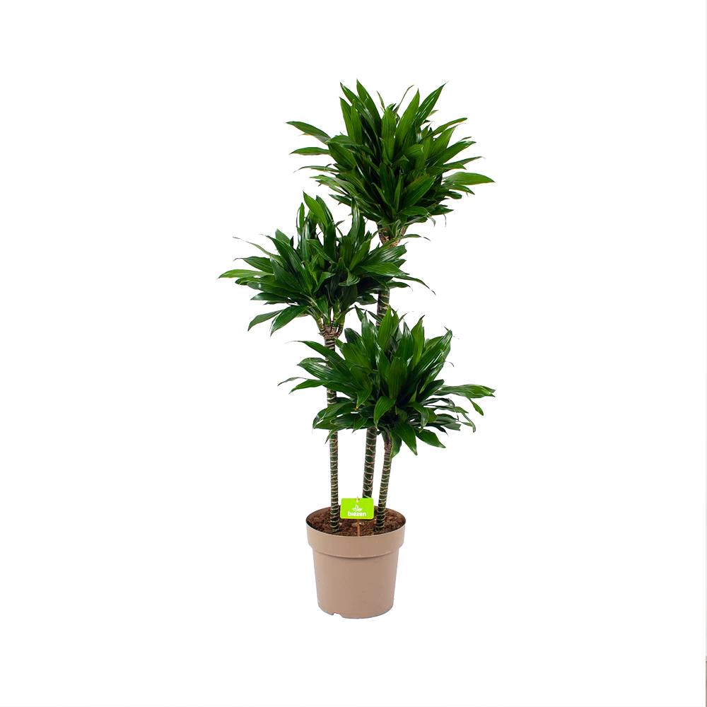 Dracaena Green Jewel - Op Stam - Drakenbloedboom - P28 H140 - Kamerplant 1 Dracaena Green Jewel - Op Stam - Drakenbloedboom - P28 H140 - Kamerplant