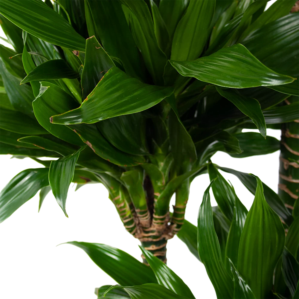 Dracaena Green Jewel - Op Stam - Drakenbloedboom - P28 H140 - Kamerplant 2 Dracaena Green Jewel - Op Stam - Drakenbloedboom - P28 H140 - Kamerplant - Afbeelding 2