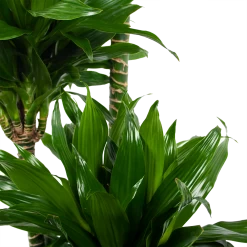Dracaena Green Jewel - Op Stam - Drakenbloedboom - P28 H140 - Kamerplant 6 Dracaena Green Jewel - Op Stam - Drakenbloedboom - P28 H140 - Kamerplant -Woondecoratie Winkel dracaena green jewel op stam drakenbloedboom p28 h140 6