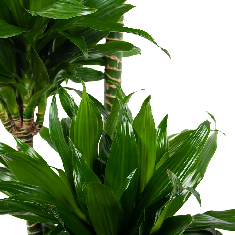 Dracaena Green Jewel - Op Stam - Drakenbloedboom - P28 H140 - Kamerplant 3 Dracaena Green Jewel - Op Stam - Drakenbloedboom - P28 H140 - Kamerplant - Afbeelding 3