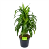 Dracaena Hawaiiana - Vertrakt - Drakenbloedboom - P21 H80 - Kamerplant