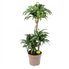 Dracaena Jade Jewel - Op Stam - Drakenbloedboom - P24 H100 - Kamerplant