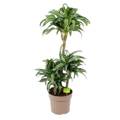Dracaena Jade Jewel - Op Stam - Drakenbloedboom - P24 H100 - Kamerplant