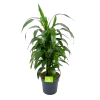 Dracaena Janet Craig - Vertrakt - Drakenbloedboom - P21 H80 - Kamerplant