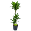 Dracaena Janet Lind - Op Stam - Drakenbloedboom - P21 H100 - Kamerplant