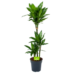Dracaena Janet Lind - Op Stam - Drakenbloedboom - P21 H100 - Kamerplant