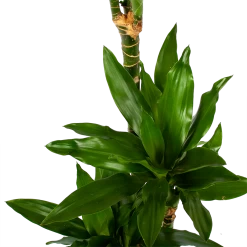 Dracaena Janet Lind - Op Stam - Drakenbloedboom - P21 H100 - Kamerplant -Woondecoratie Winkel dracaena janet lind op stam drakenbloedboom p21 h100 6 1