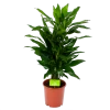 Dracaena Janet Lind - Vertakt - Drakenbloedboom - P21 H80 - Kamerplant