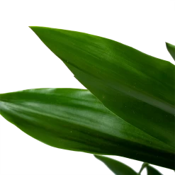 Dracaena Janet Lind - Vertakt - Drakenbloedboom - P21 H80 - Kamerplant 6 Dracaena Janet Lind - Vertakt - Drakenbloedboom - P21 H80 - Kamerplant -Woondecoratie Winkel dracaena janet lind vertakt drakenbloedboom p21 h80 6