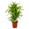Dracaena Lemon Lime - Vertakt - Drakenbloedboom - P24 H110 - Kamerplant