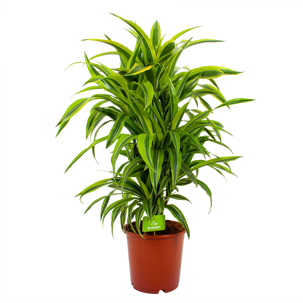 Dracaena Lemon Lime - Vertakt - Drakenbloedboom - P24 H110 - Kamerplant 1 Dracaena Lemon Lime - Vertakt - Drakenbloedboom - P24 H110 - Kamerplant