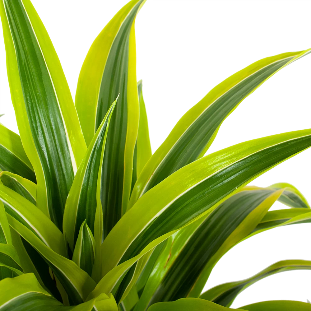 Dracaena Lemon Lime - Vertakt - Drakenbloedboom - P24 H110 - Kamerplant 2 Dracaena Lemon Lime - Vertakt - Drakenbloedboom - P24 H110 - Kamerplant - Afbeelding 2