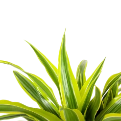 Dracaena Lemon Lime - Op Stam - Drakenbloedboom - P21 H100 - Kamerplant -Woondecoratie Winkel dracaena lemon lime op stam drakenbloedboom p21 h100 6 1