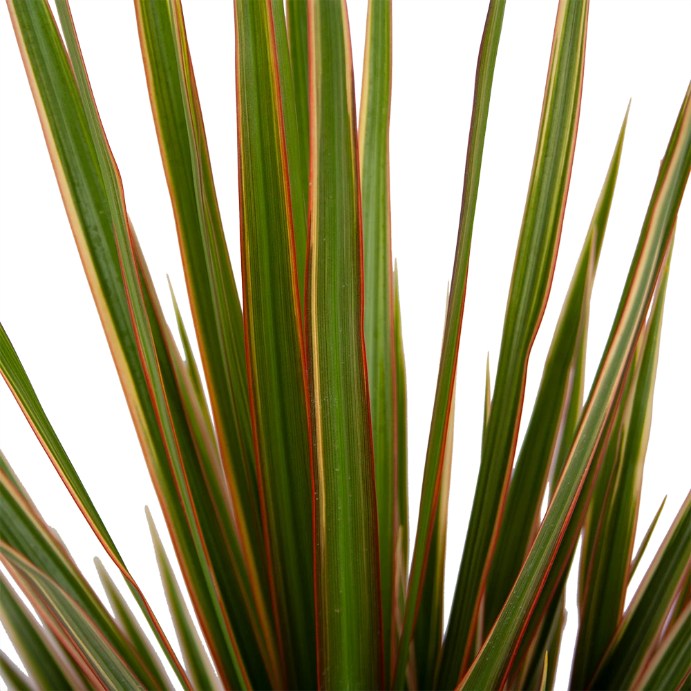 Dracaena Marginata Bicolor - Op Stam - Drakenbloedboom - P21 H125 - Kamerplant - Afbeelding 2